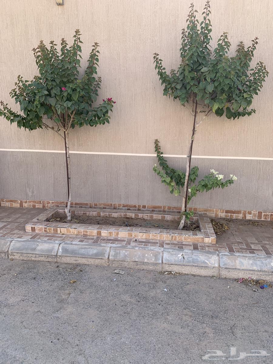 Tree of Hell63744505866113110
