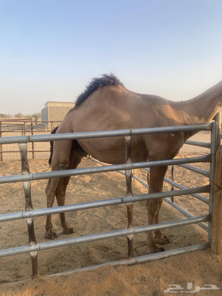 قعود أصفر عمره سنتين ونصف63739053500418112