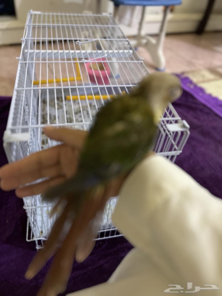 عرض ما يتفوت كنيور اليف هدد خارجي63748270406017110