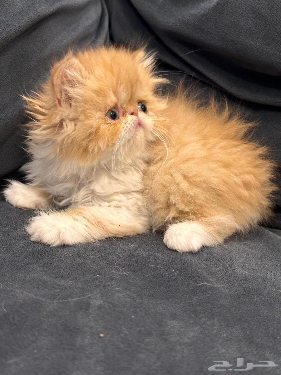 Kitten for sale63740657895681111