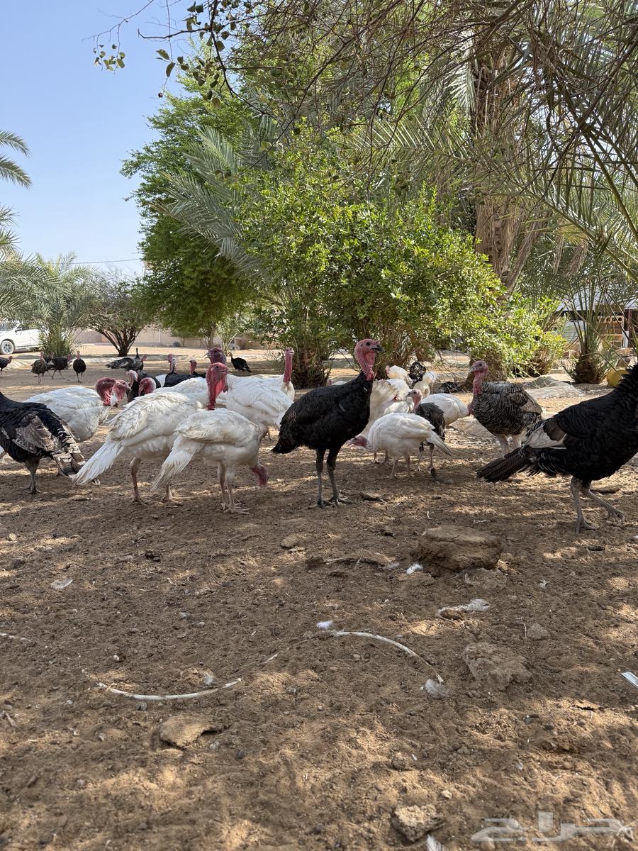 للبيع دجاج رومي ديوك الموقع الخرج63748452571521112