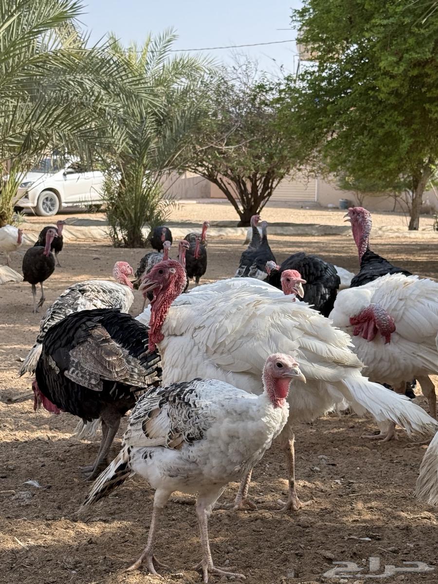 للبيع دجاج رومي ديوك الموقع الخرج63748452571521111