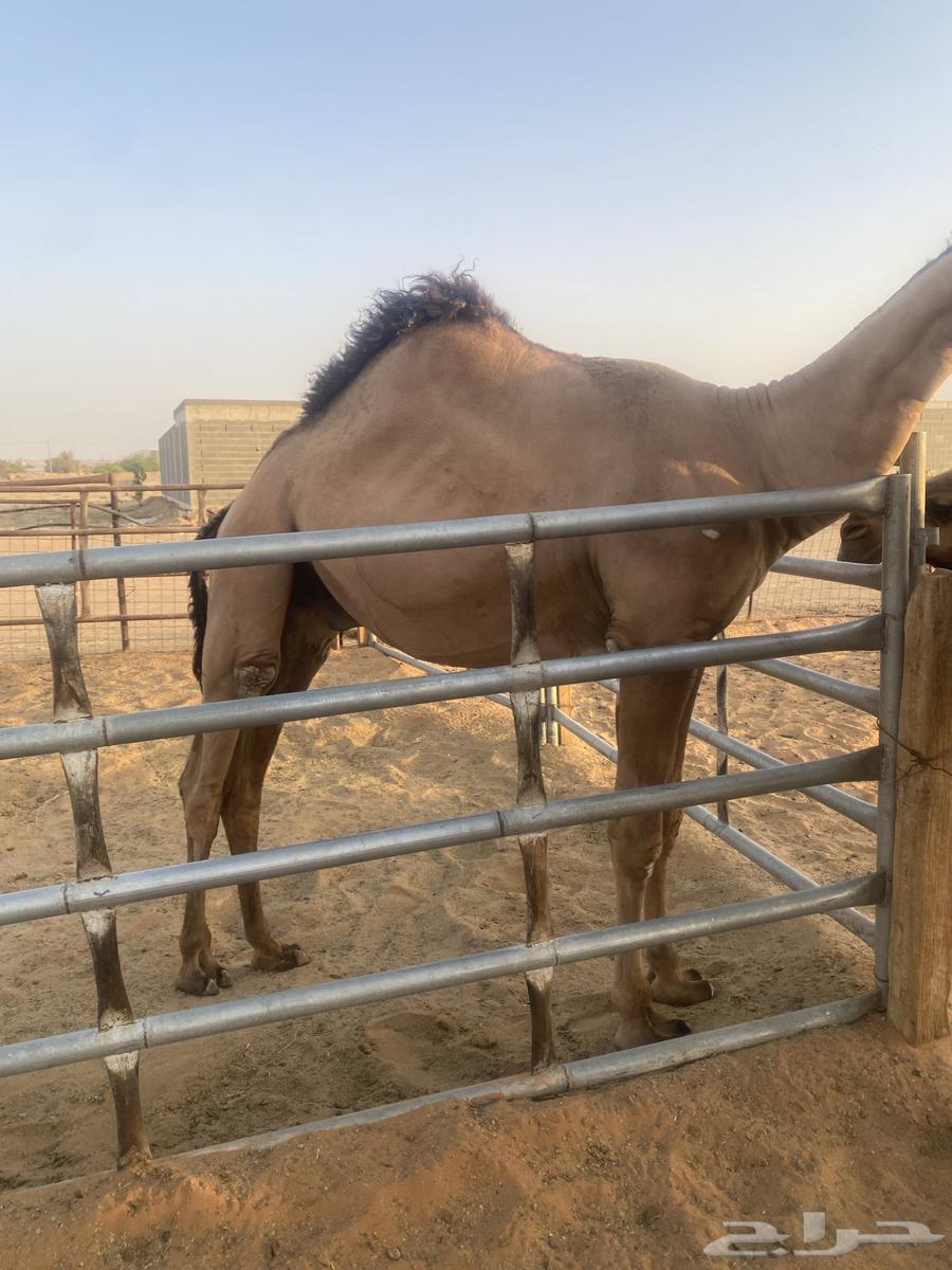 قعود أصفر عمره سنتين ونصف63739053500418110