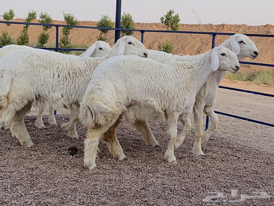 رخال حريات صنف منوة ألقاني(تم البيع)63747152644483112
