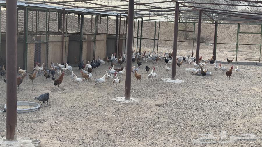 دجاج بلدي وفيومي بياض للبيع63743766897667110