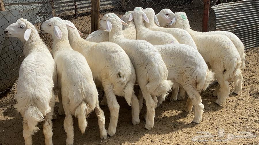 Fresh and clean lamb and goat meat for sale, natural and fresh, with slaughter and delivery service63742076975363110