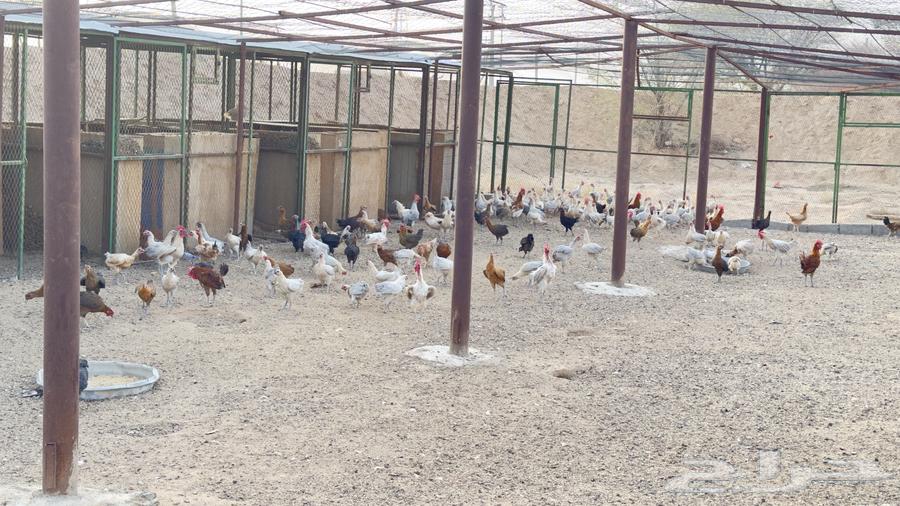 دجاج بلدي وفيومي بياض للبيع63743766897667111