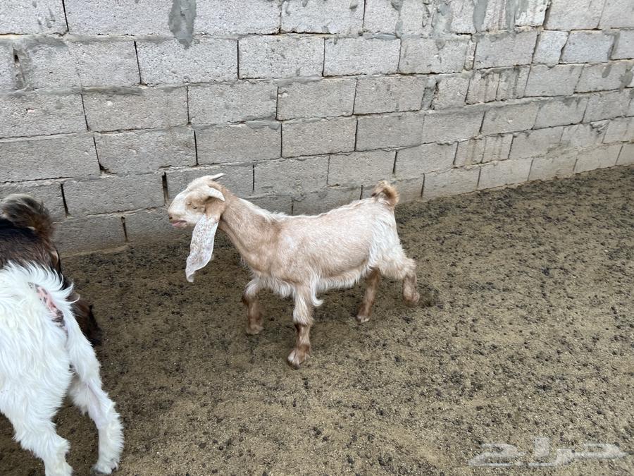 4تيوس للبيع63746009069186110