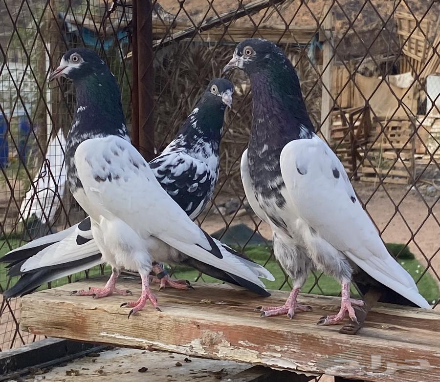 جوز ب انتاجه تم البيع   تم البيع63740941919874110