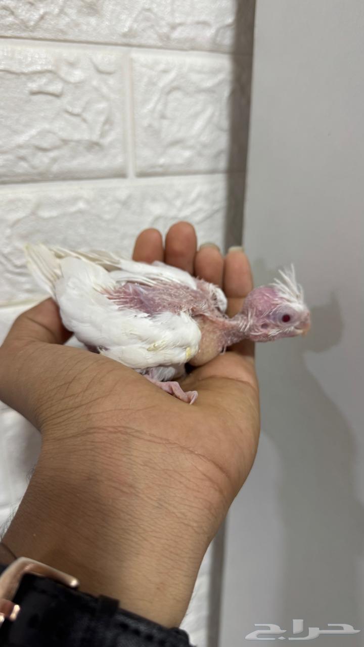 فرخ كروان البينو تم البيع63740657730563111