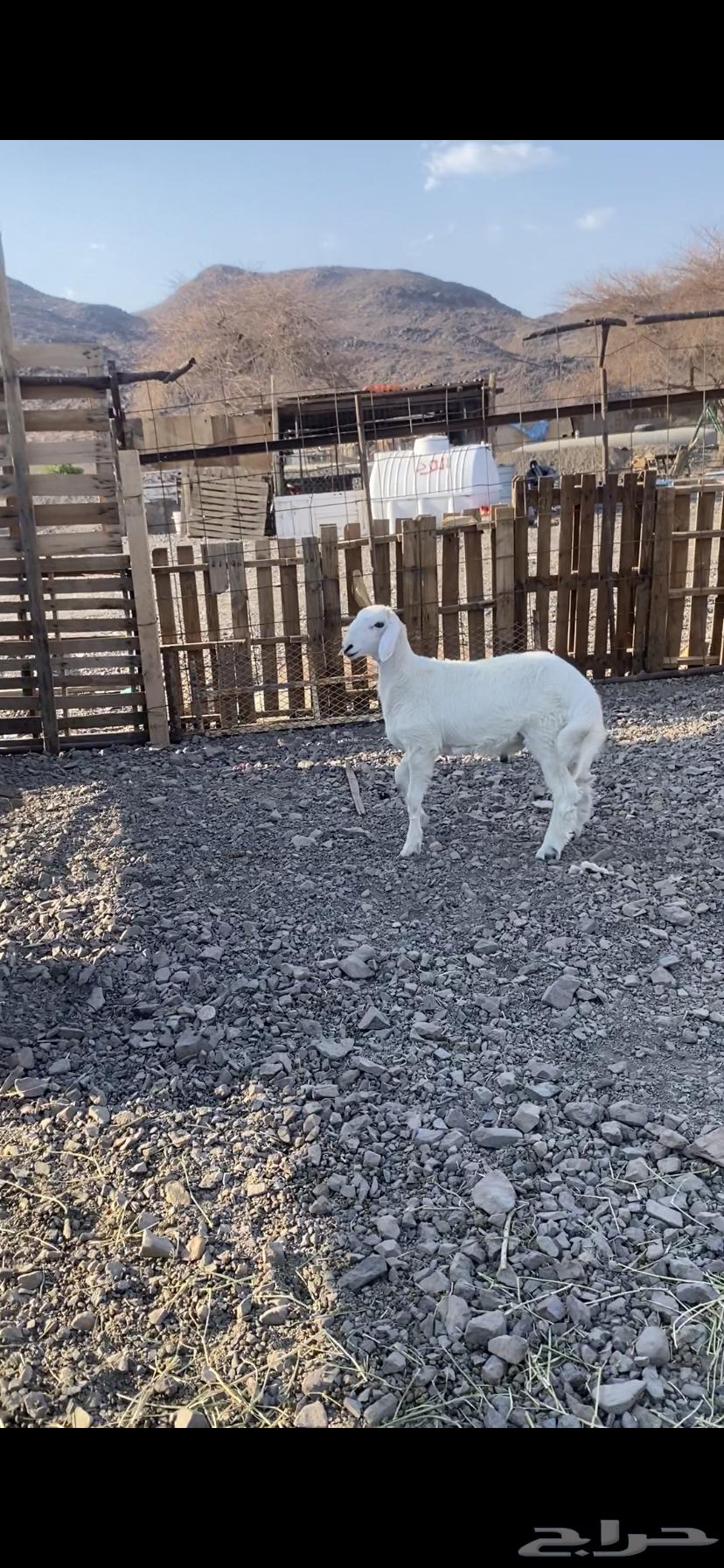 Stud colt, 5 months old, suitable for breeding, clean and from a stable63745916207106110