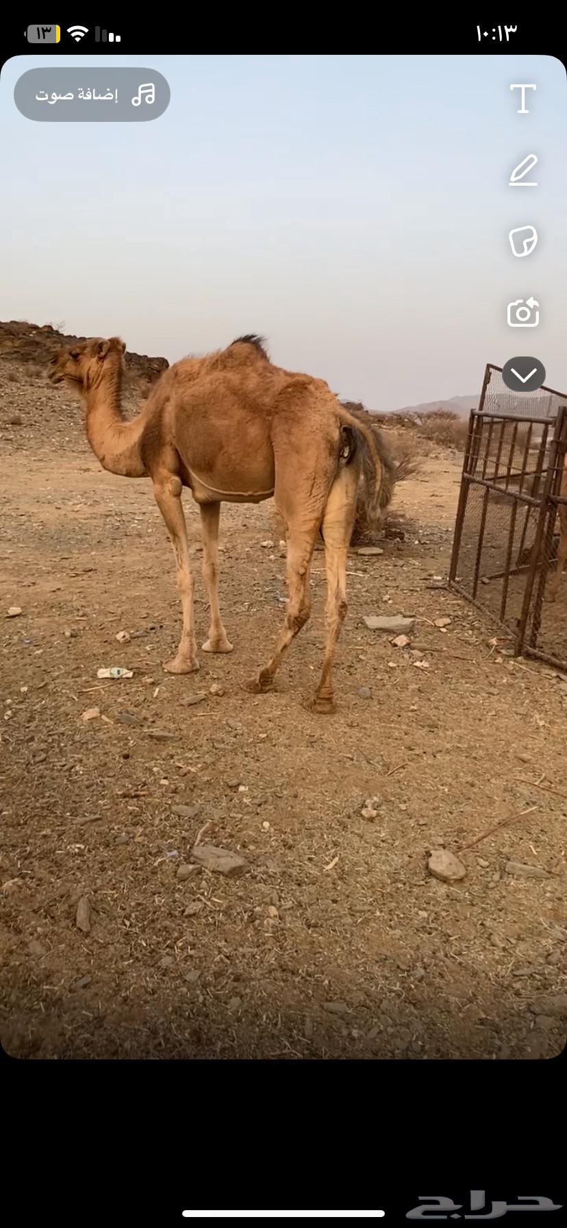 ابل ثانتين وحده لقحه ووحده مبيوع ولده63748452803202111