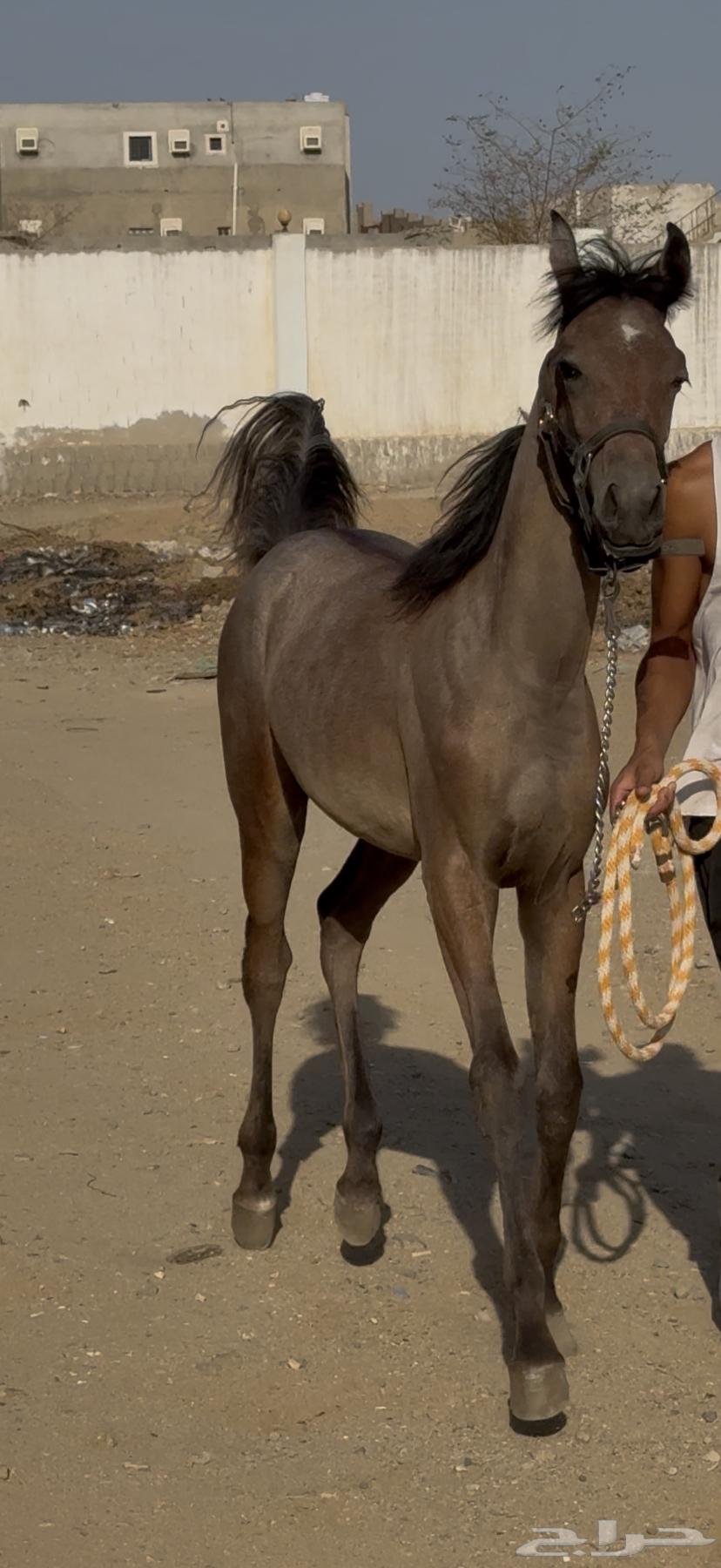 مهره شعبيه للبيع63733864628866111