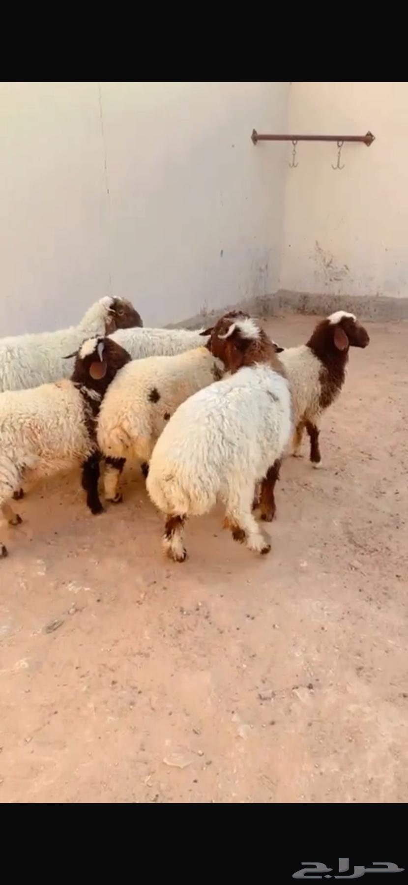 طلي نعيم الريآض حي الشفآء آي مكان نوصل في ذبح باقي 1 ب 125063742822430210111