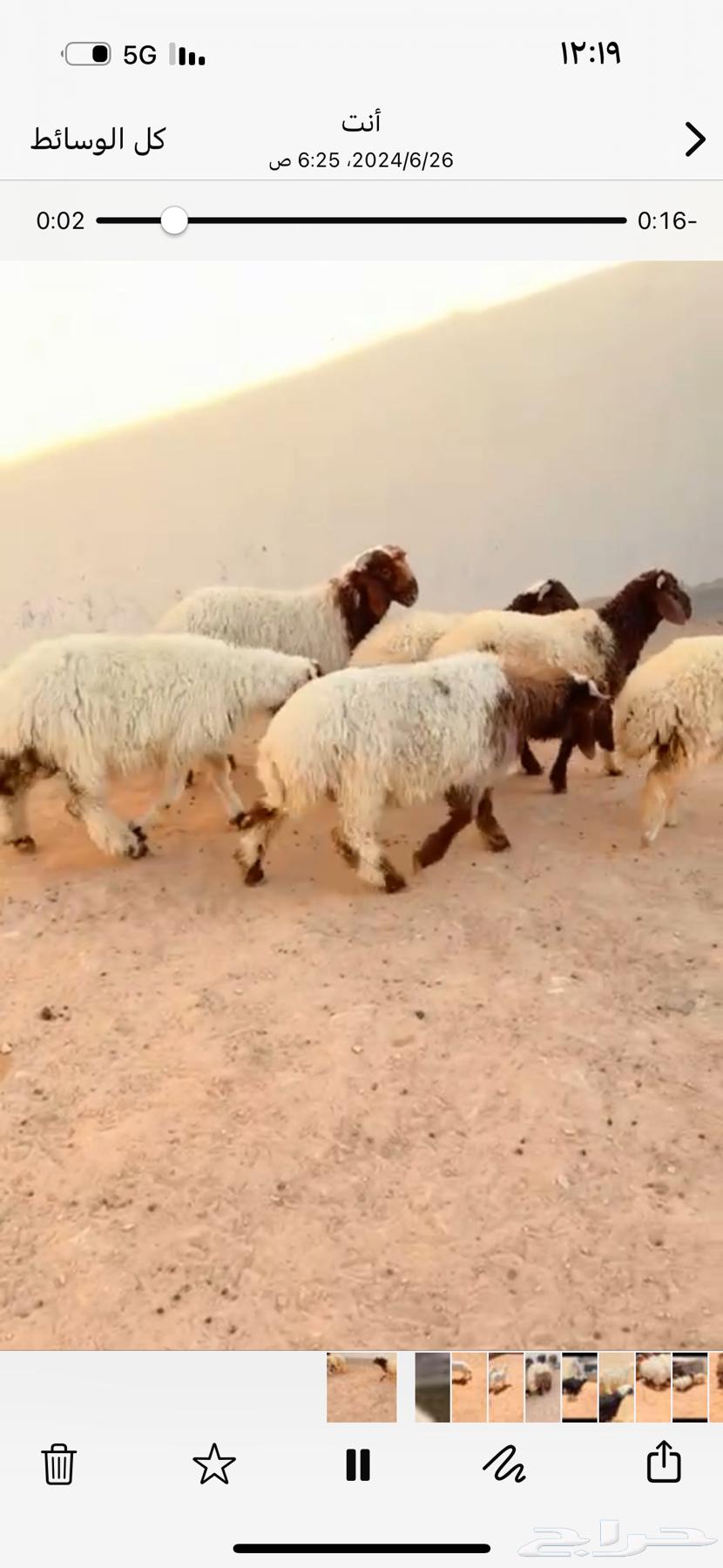 طلي نعيم الريآض حي الشفآء آي مكان نوصل في ذبح باقي 1 ب 125063742822430210110