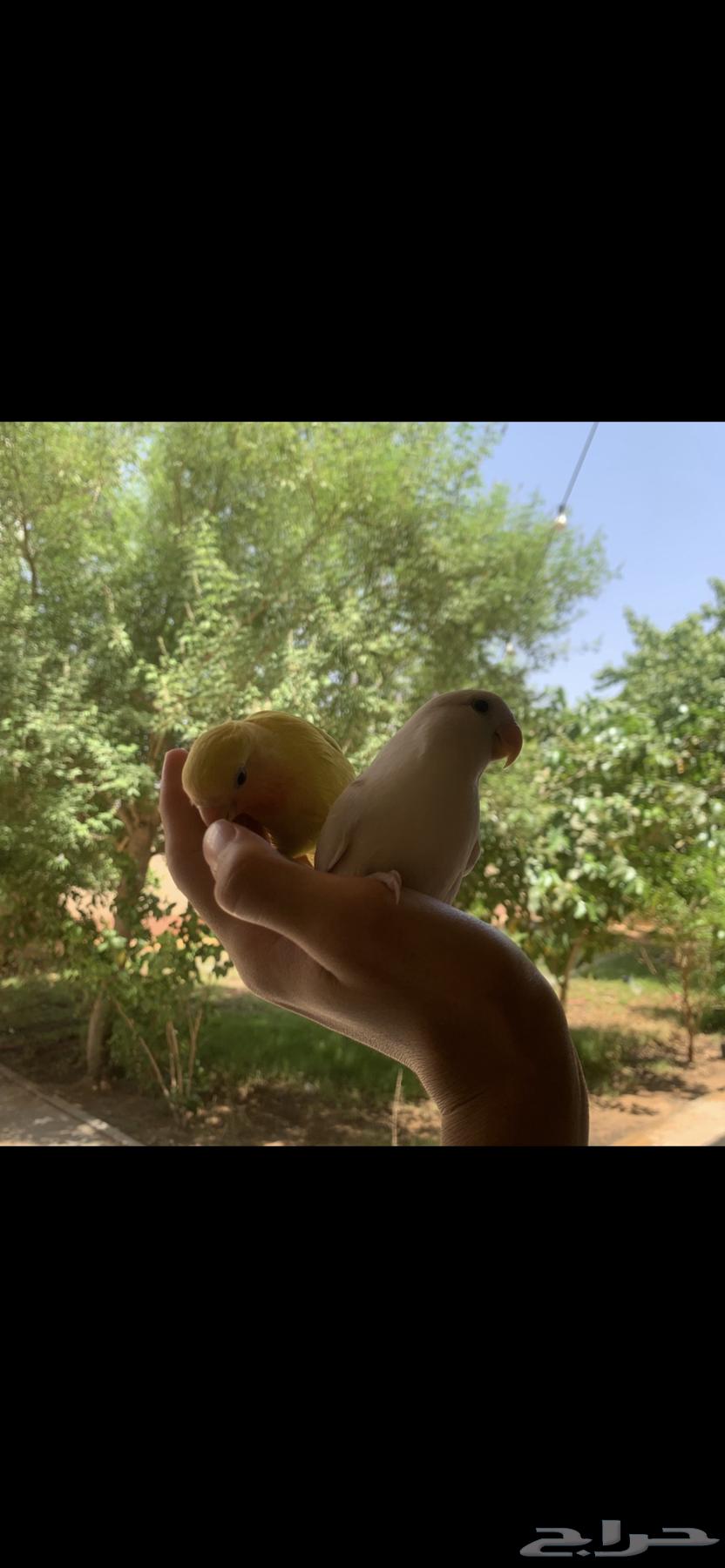 Rose-ringed Parakeet and Budgerigar, Tame, Internal and External Threat63743393647107110