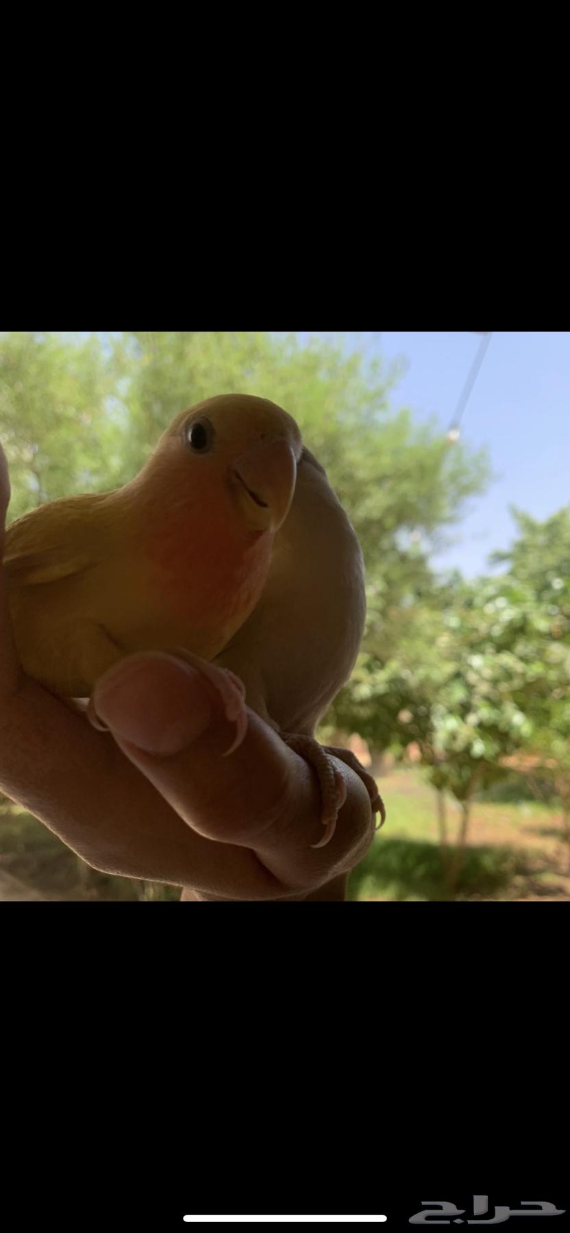 Rose-ringed Parakeet and Budgerigar, Tame, Internal and External Threat63743393647107111