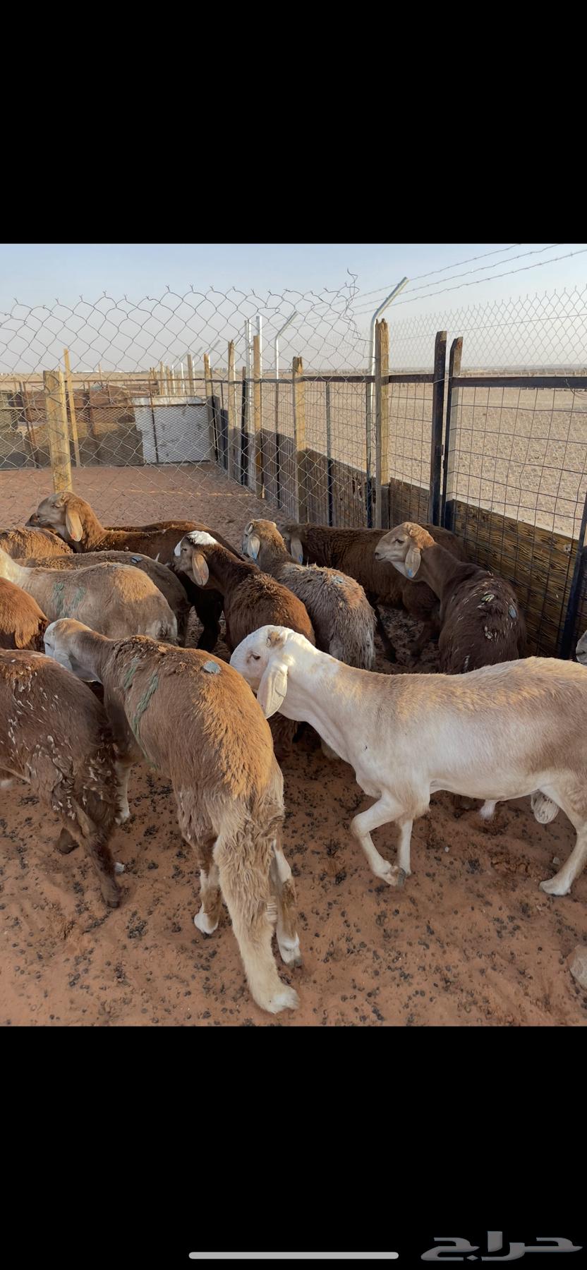 للبيع بهم سواكن طيب ( تم البيع )63746399575170110