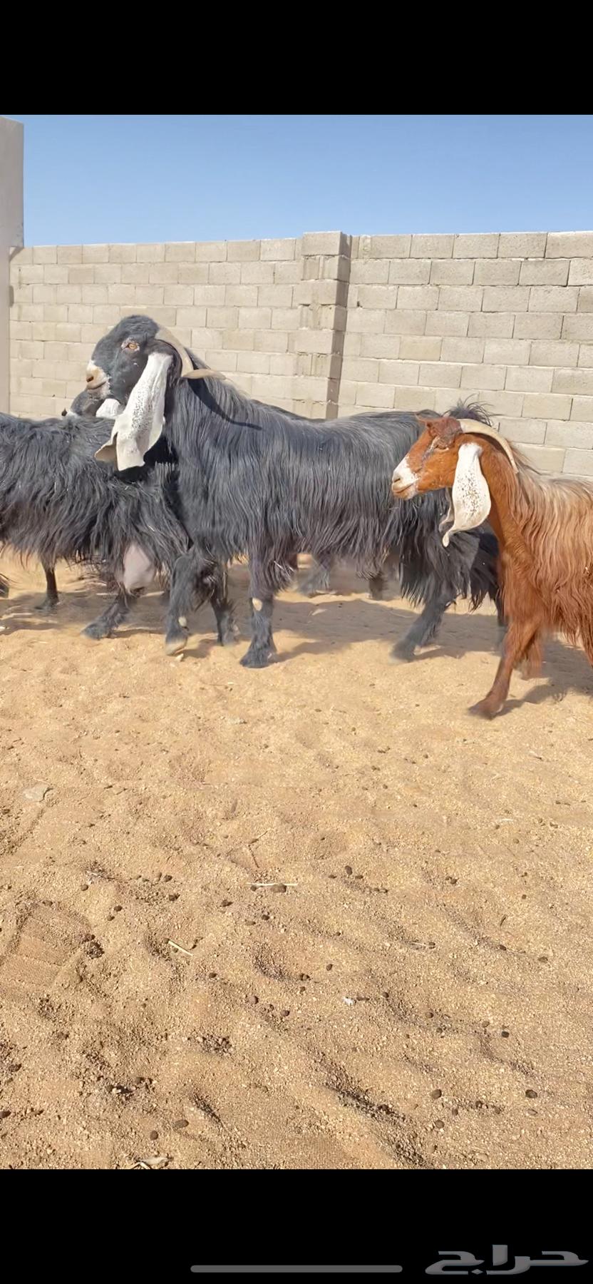 معزاء عوارض نوادر خصم الخصم (( تم البييع ))63745156641025110