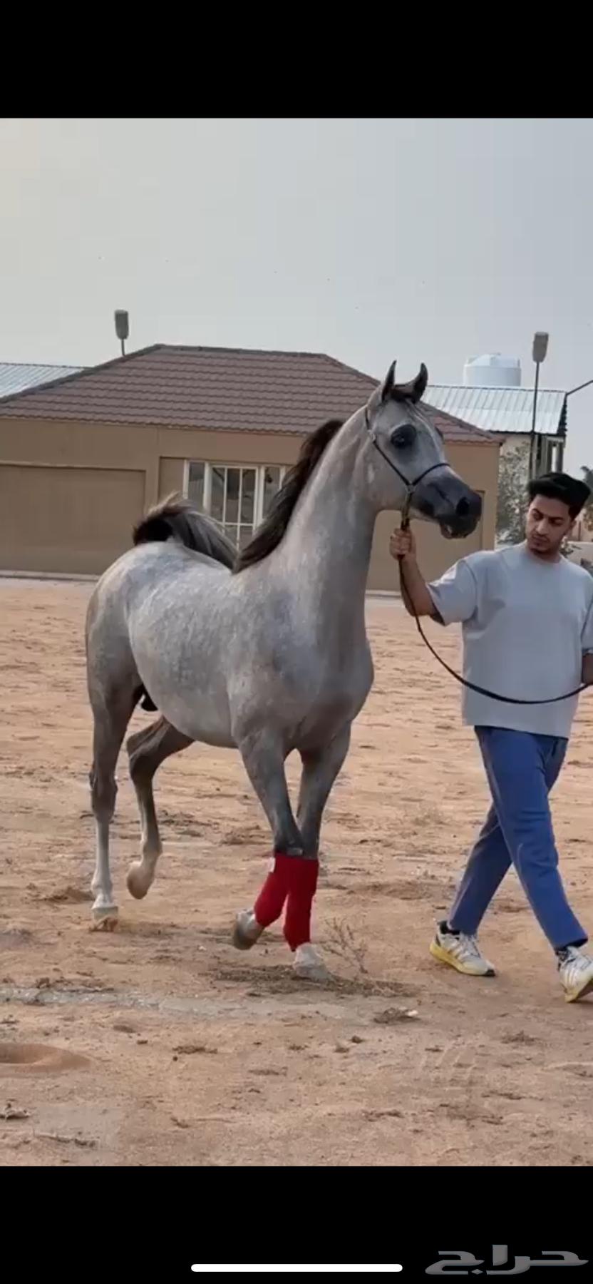 حصان واهو للبيع63742077309186110