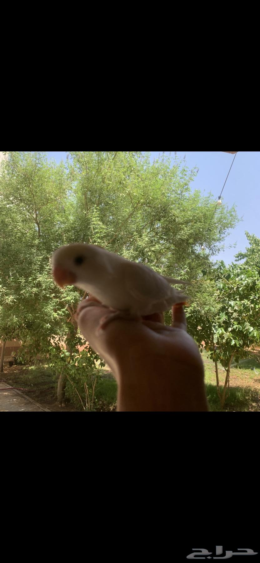 Rose-ringed Parakeet and Budgerigar, Tame, Internal and External Threat63743393647107112