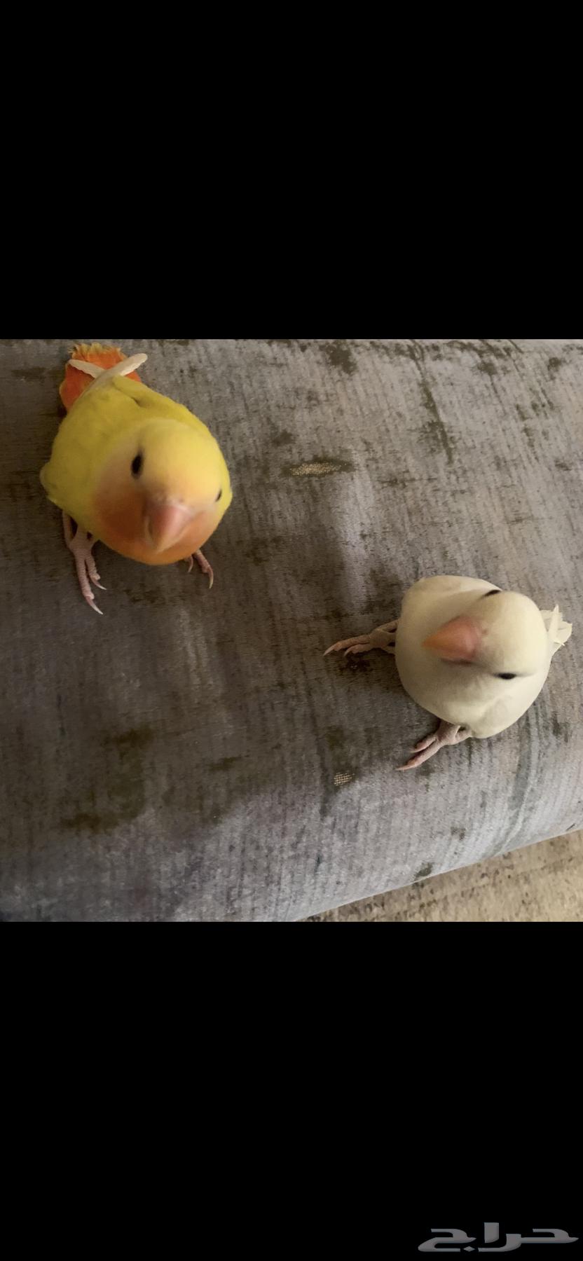 Rose-ringed Parakeet and Budgerigar, Tame, Internal and External Threat63743393647107113