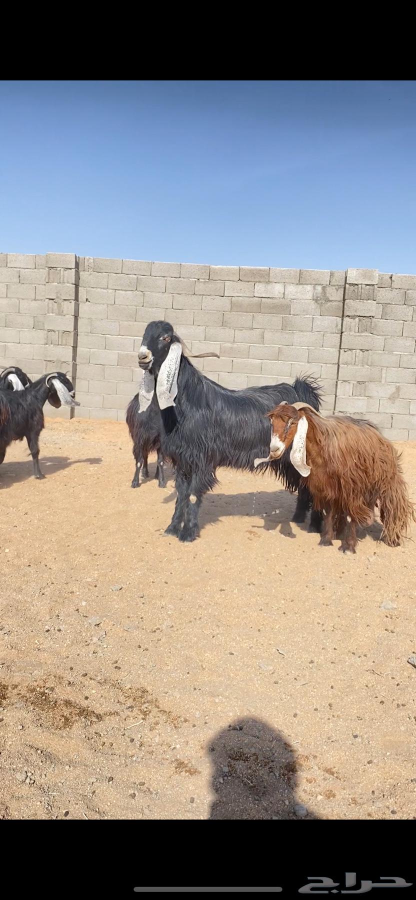 معزاء عوارض نوادر خصم الخصم (( تم البييع ))63745156641025112