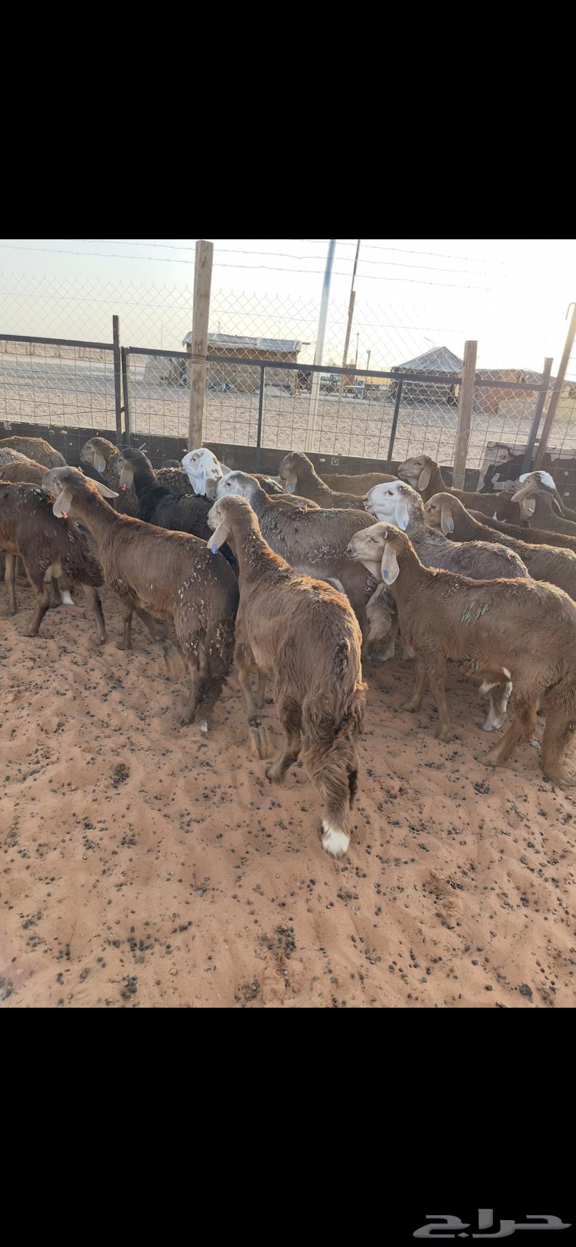 للبيع بهم سواكن طيب ( تم البيع )63746399575170111