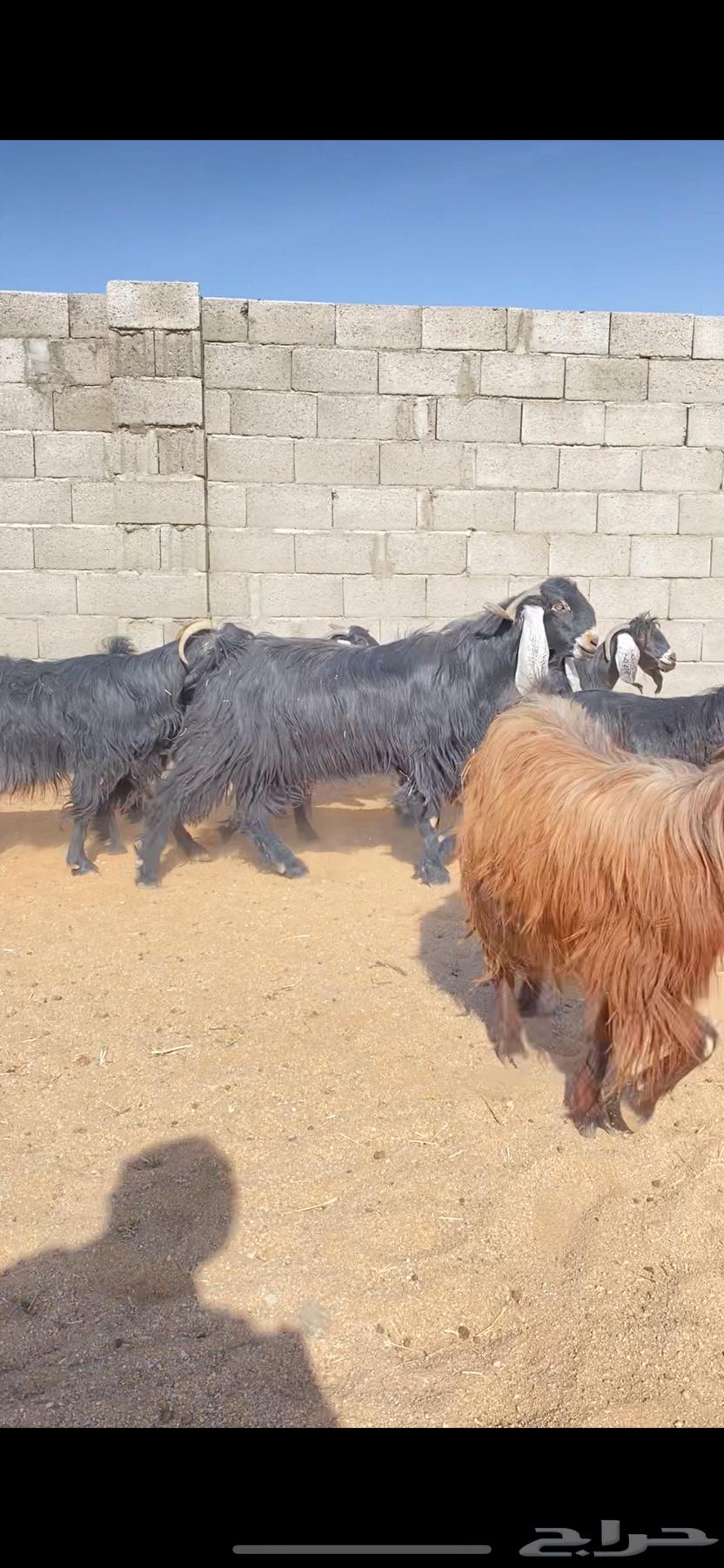 معزاء عوارض نوادر خصم الخصم (( تم البييع ))63745156641025114