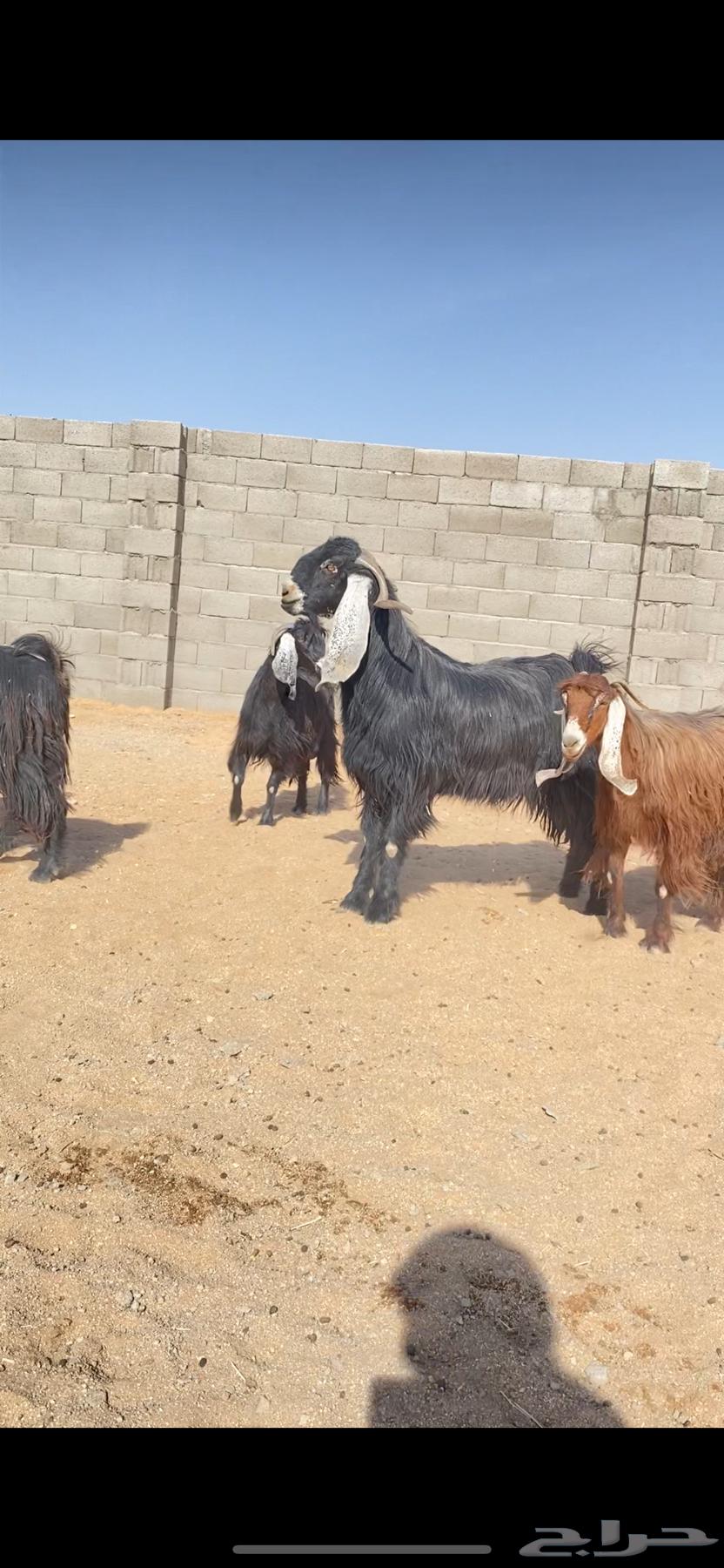 معزاء عوارض نوادر خصم الخصم (( تم البييع ))63745156641025111