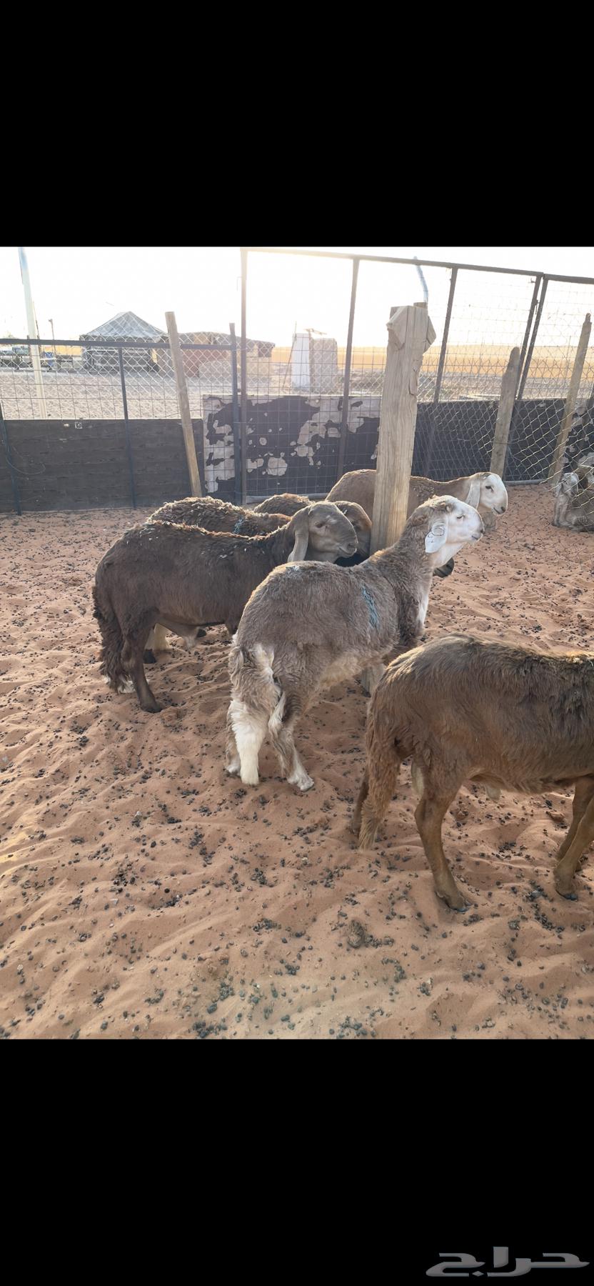 للبيع بهم سواكن طيب ( تم البيع )63746399575170113