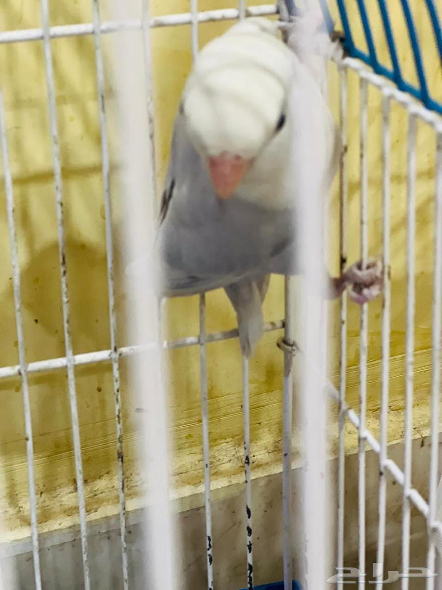 روز للبيع63745824135555112