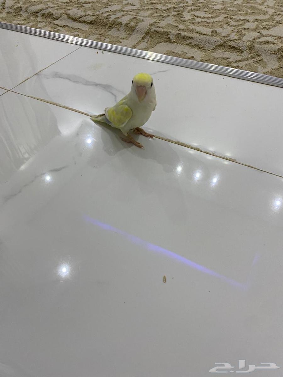 روز اليف للبيع63742077177602110
