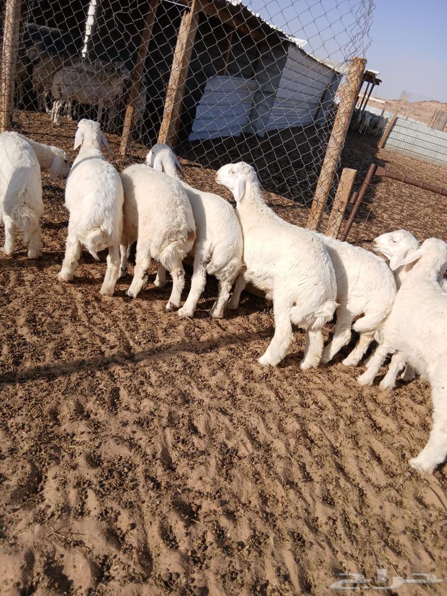 خرفان بريه للبيع63743396977410110