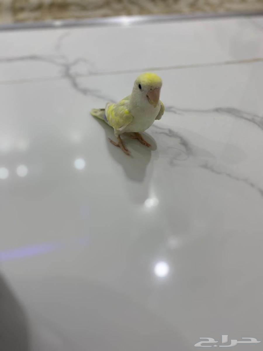 روز اليف للبيع63742077177602111