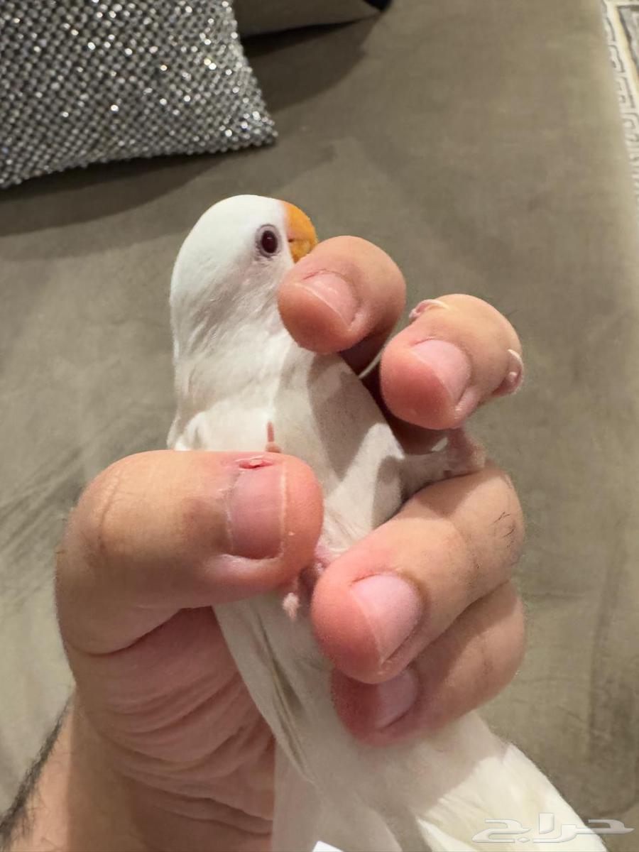 روز لعوب اليف هدد ابيض63746109854081111