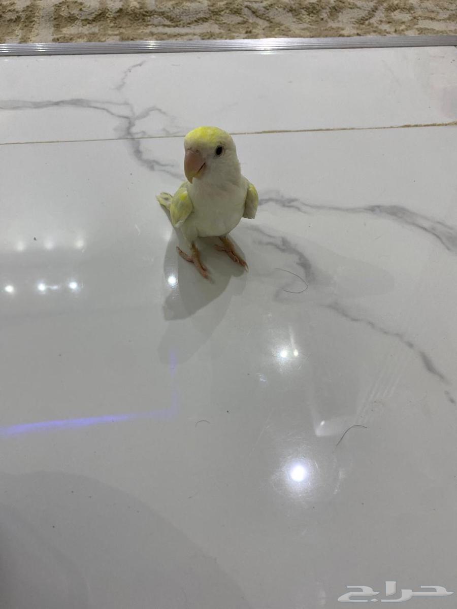 روز اليف للبيع63742077177602112