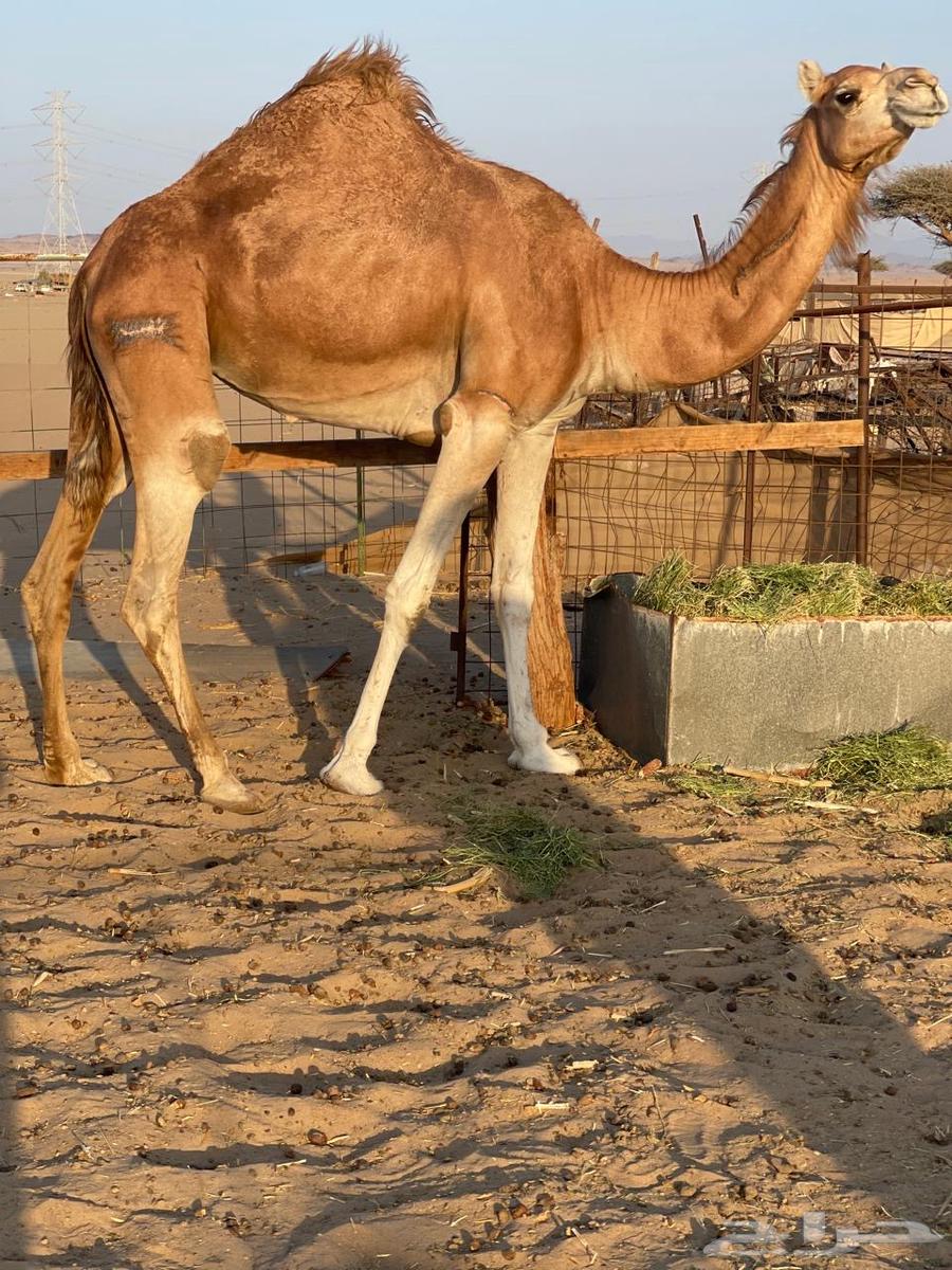 للبيع بكره حايل63743487374594110