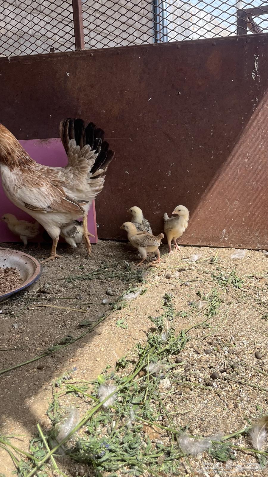 Hatching hen for sale63753633177473112