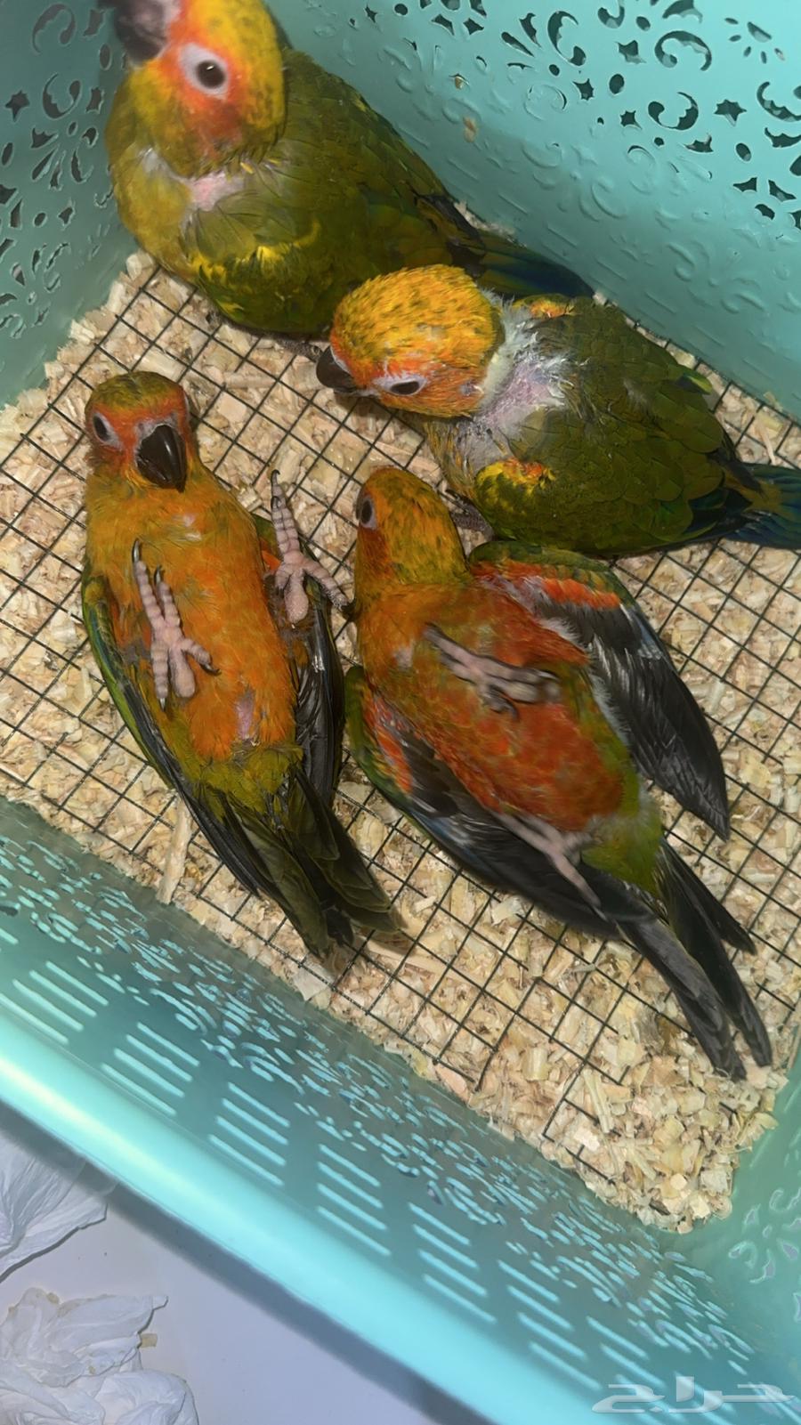 فروخ صن كنيور شمسي(احجام وصبغات مميزه)63618675625857113