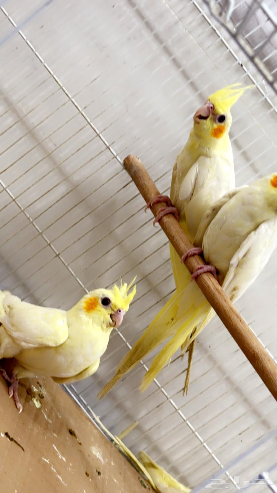 للبيع ببغاء الكروان لاتينو63754309190785111