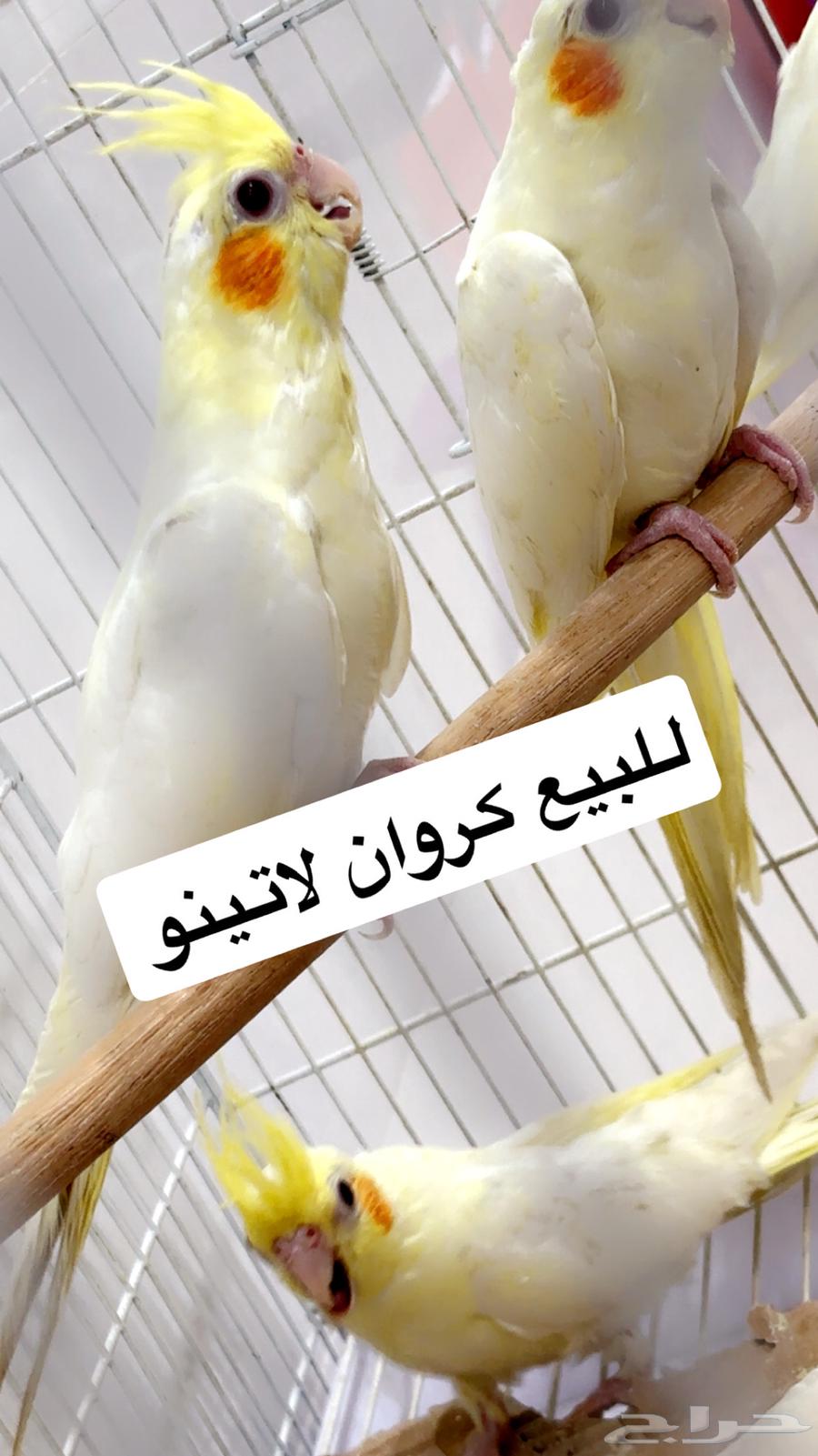 للبيع ببغاء الكروان لاتينو63754309190785110