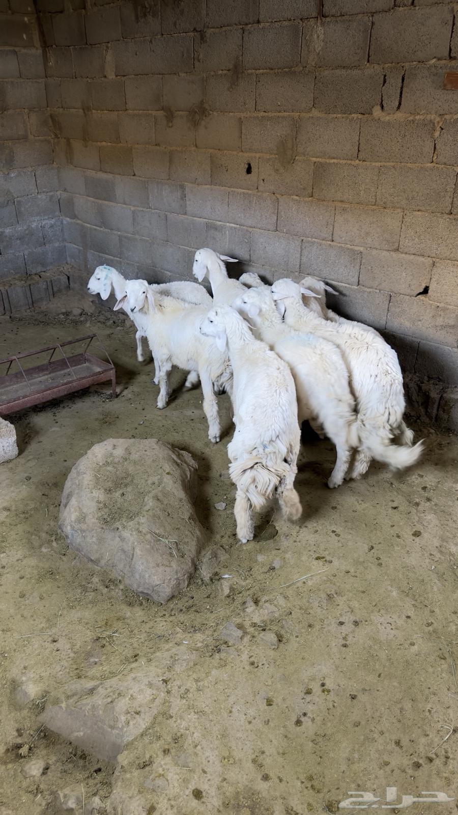 Turkeys for sale with delivery and slaughter service available63758528614402110