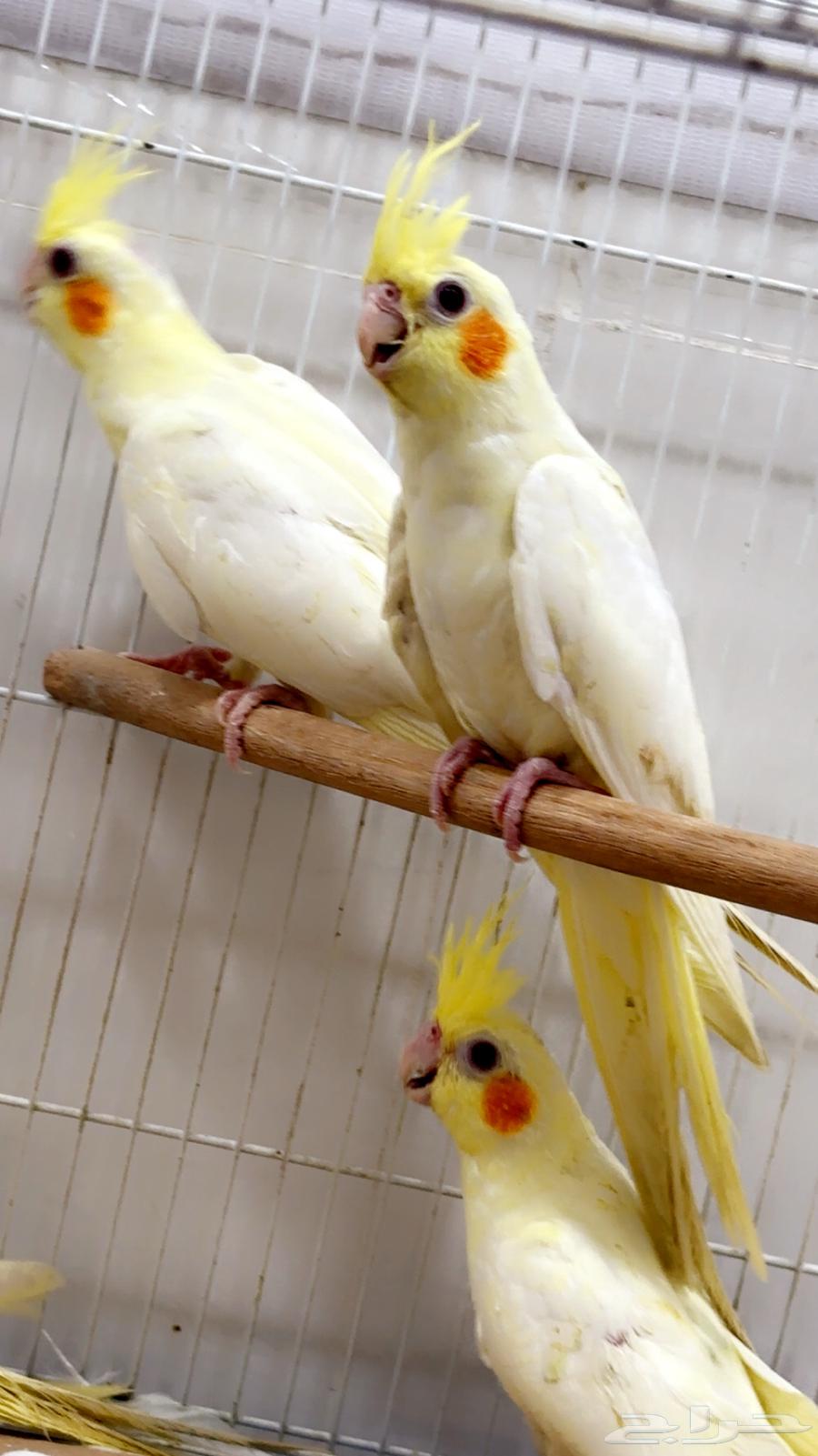 للبيع ببغاء الكروان لاتينو63754309190785114
