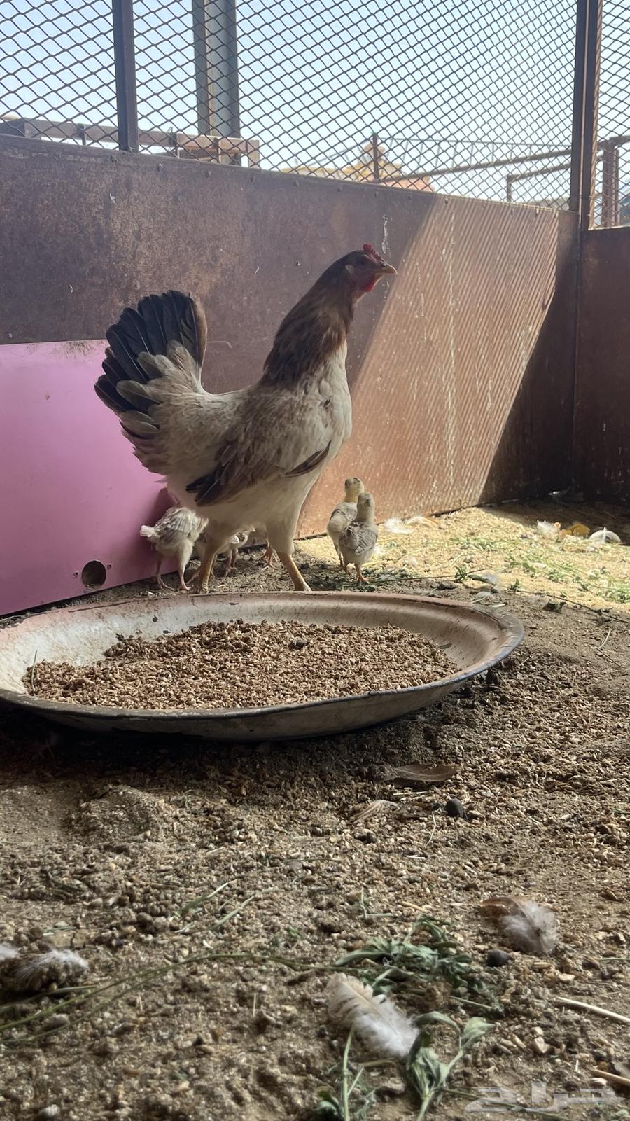 Hatching hen for sale63753633177473114