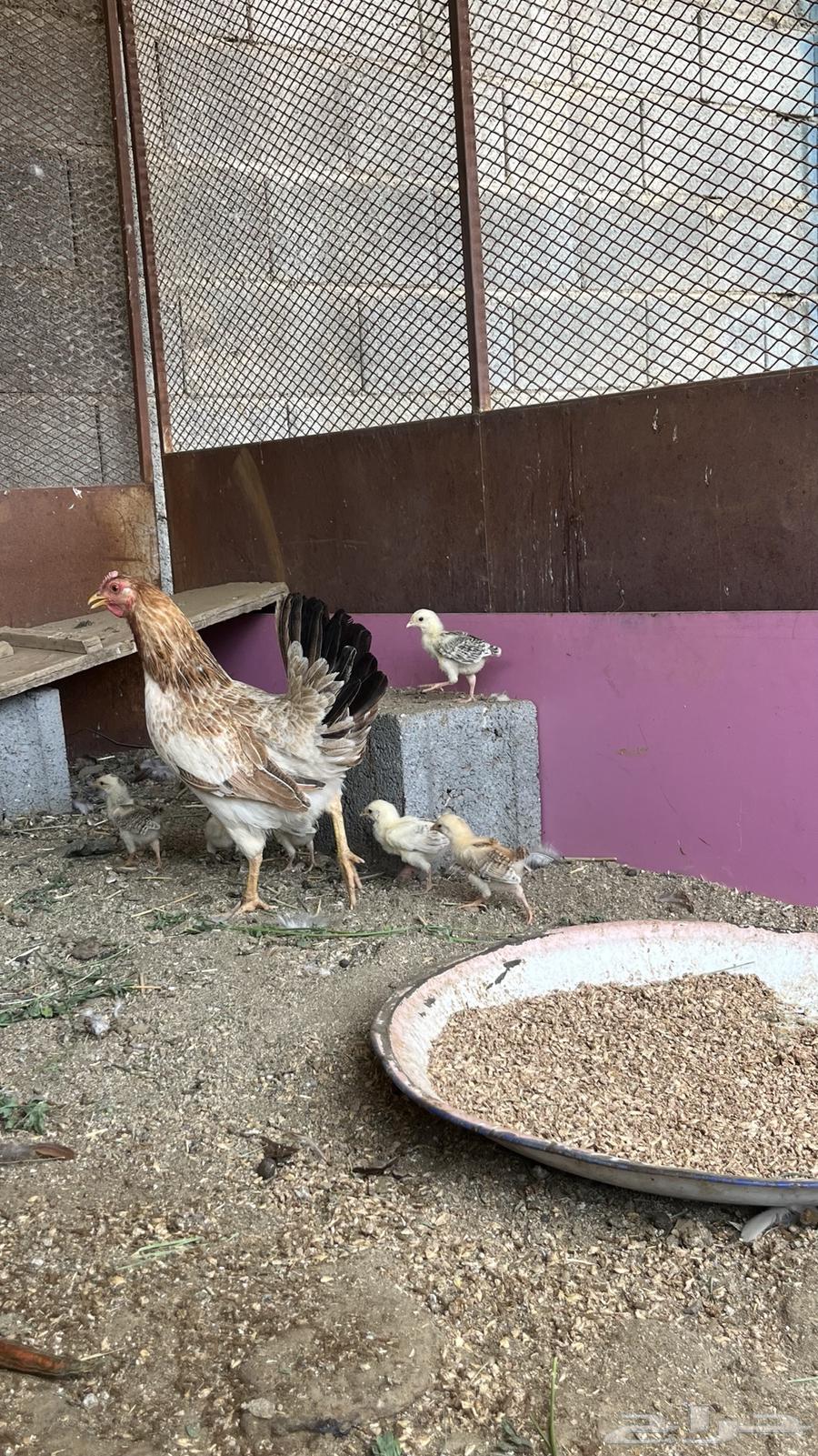 Hatching hen for sale63753633177473110