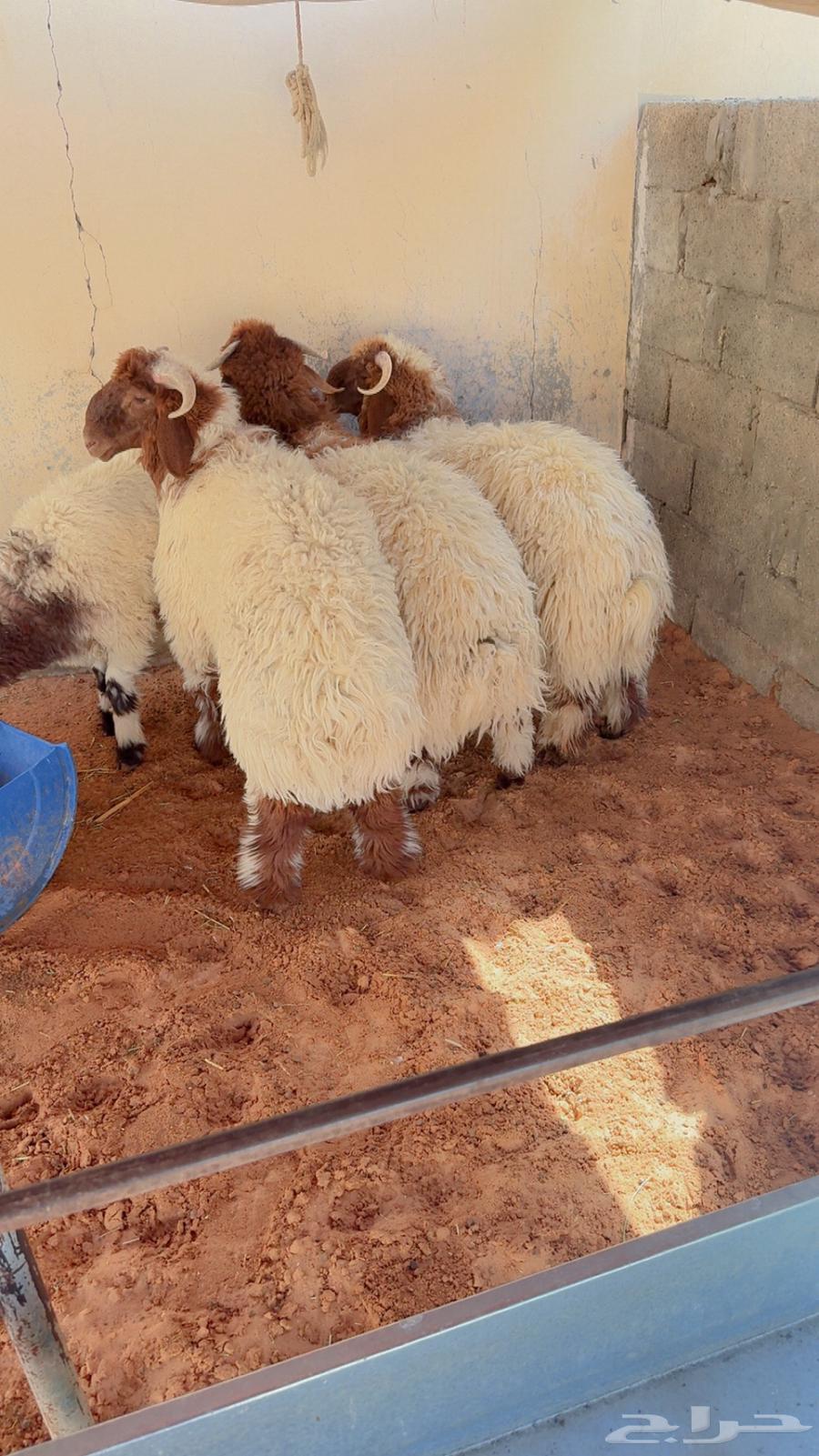 طليان فاخره الرياض حي الشفآء آي مكان نوصل فيه ذبح باقي 363756853778947110