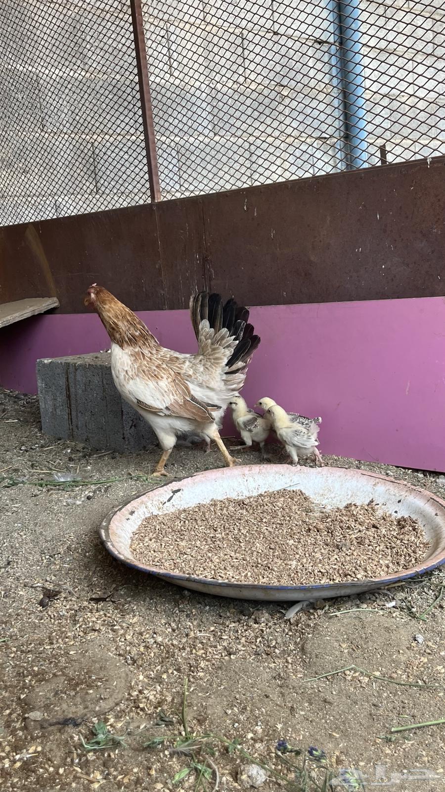 Hatching hen for sale63753633177473111