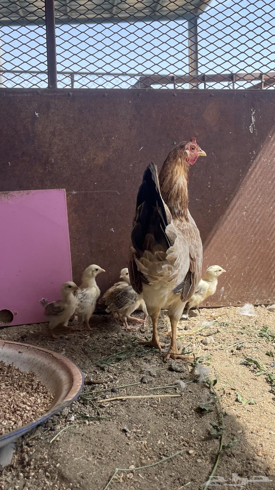 Hatching hen for sale63753633177473113