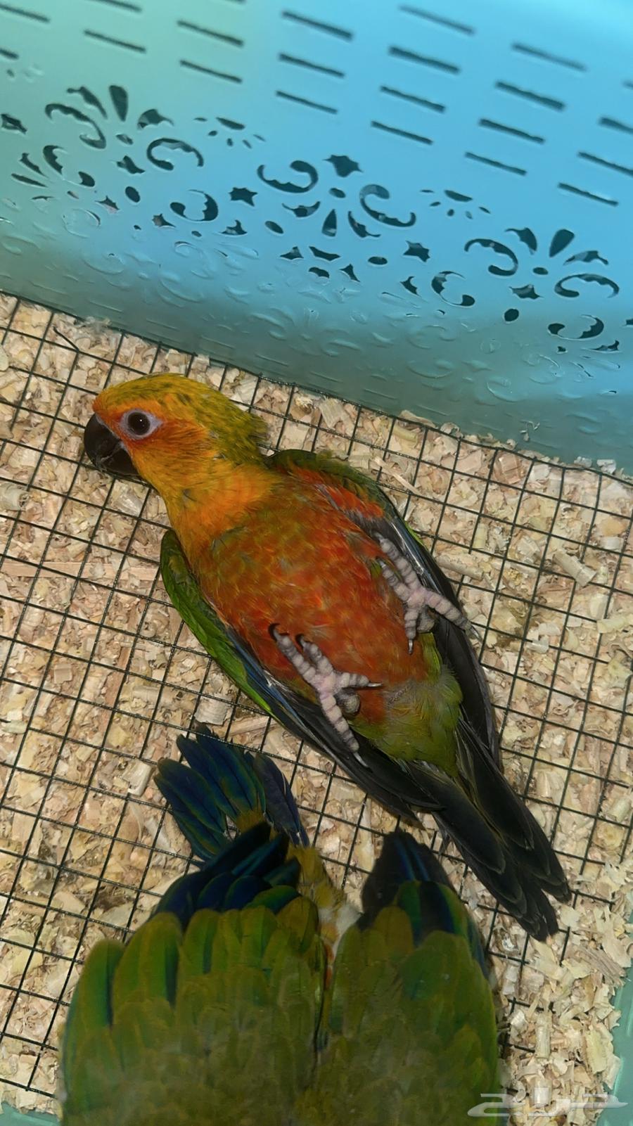 فروخ صن كنيور شمسي(احجام وصبغات مميزه)63618675625857112